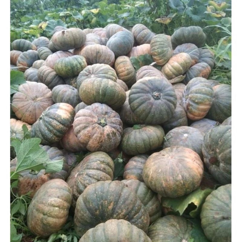 Jual Benih waloh labu kuning manis pulen unggulan isi 200biji | Shopee ...