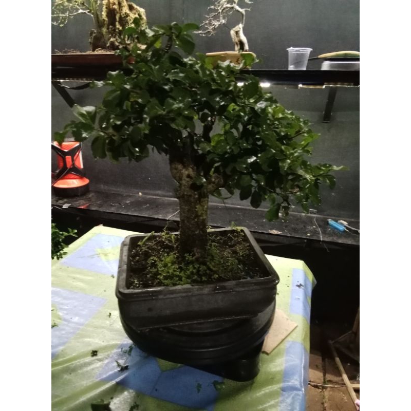Jual BONSAI RUKEM SESUAI GAMBAR | Shopee Indonesia