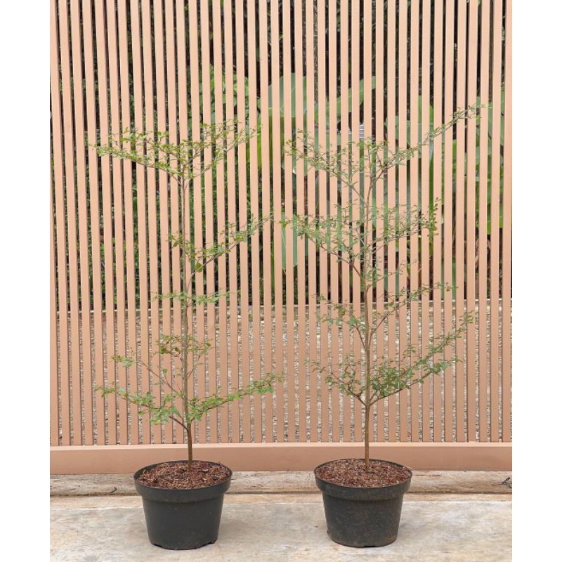 Jual (BISA COD) Tanaman Hias Ketapang Kencana 1meter / Pohon Ketapang