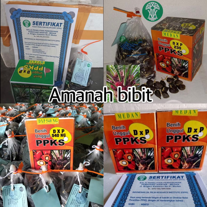 Jual Benih Kecambah Polong Sawit Dxp Ppks Isi 250 Butir 2 Kotak Free