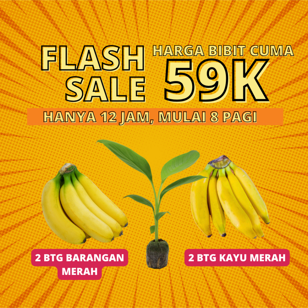 Jual Promo Bibit Pisang Barangan Dan Kayu Merah Kuljar Hijau Surya Shopee Indonesia 7952