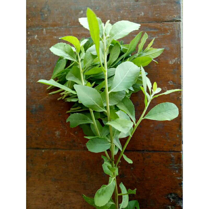 Jual Daun beluntas segar 500grm Pluche…
