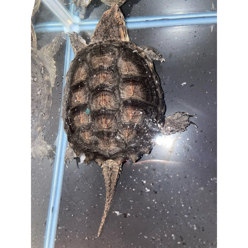 Jual Kura Common Snapping Turtle CST | Shopee Indonesia