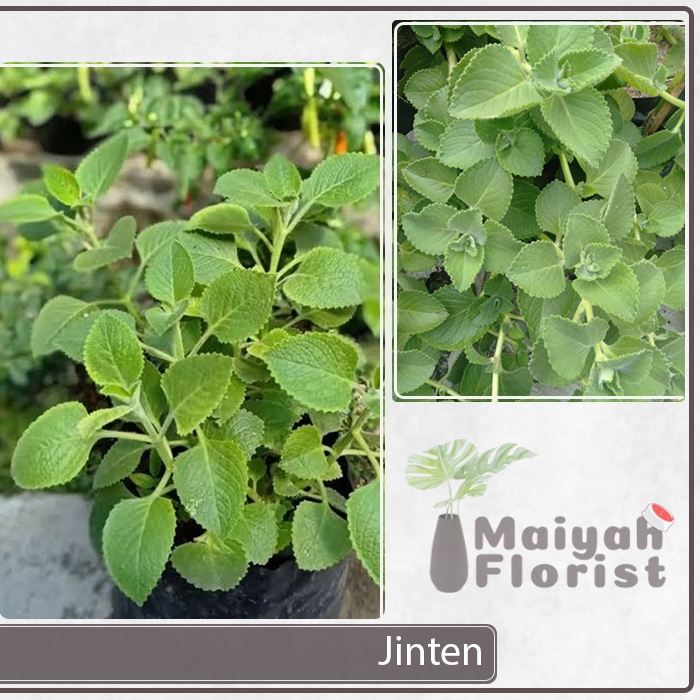 Jual Tanaman Herbal Daun Jinten - Jintan - Sukan - Plectranthus ...