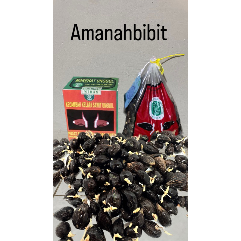 Jual KECAMBAH SAWIT MARIHAT DUMPY asli medan ISI 250 BERSERTIFIKAT ...