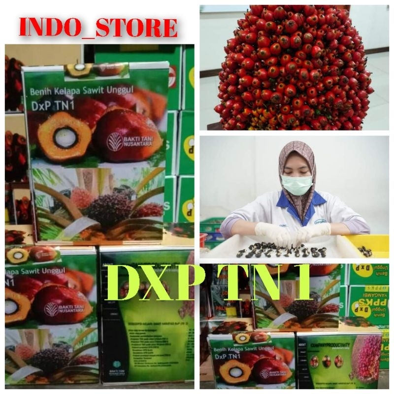 Jual Bibit Benih Kecambah Kelapa Sawit Dxp Tn 1 250 Butir Shopee