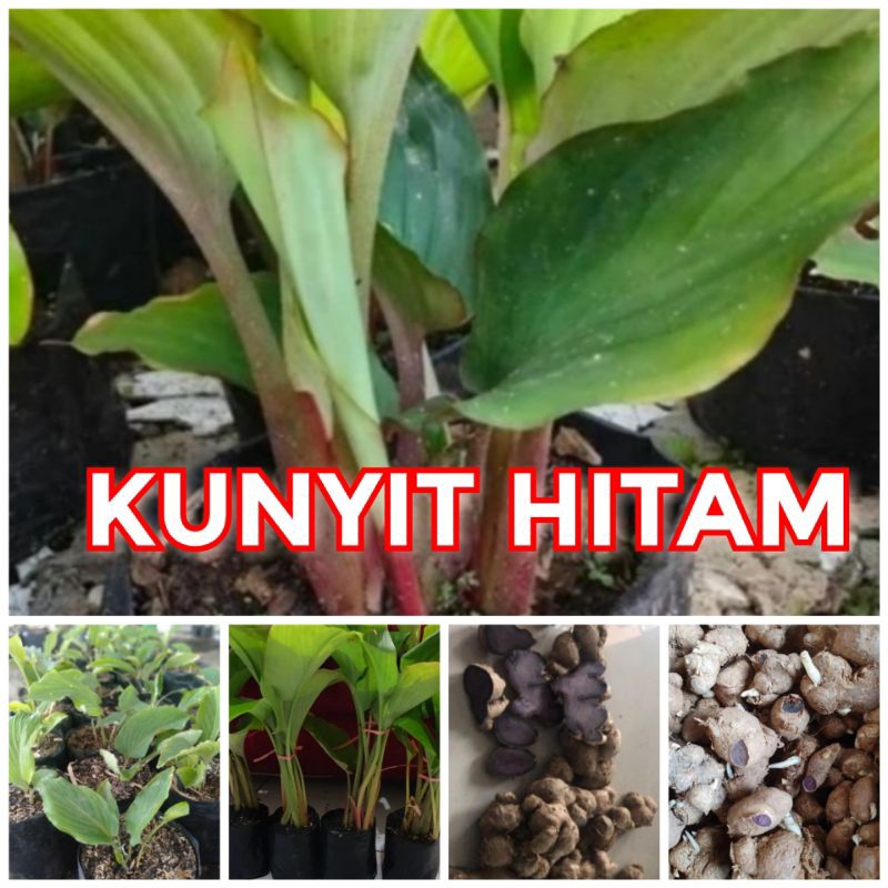 Jual Bibit kunyit hitam asli kunyit hitam ori tanam sekali panen ...