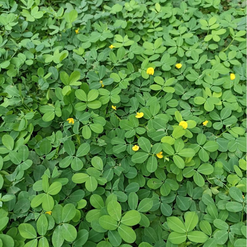 Jual (50 Stek)Tanaman Hias Landep Arachis Pintoy/Bibit Stek Pohon ...