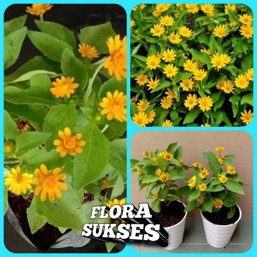 Bunga Matahari Mini Tanaman Hias Butter Daisy
