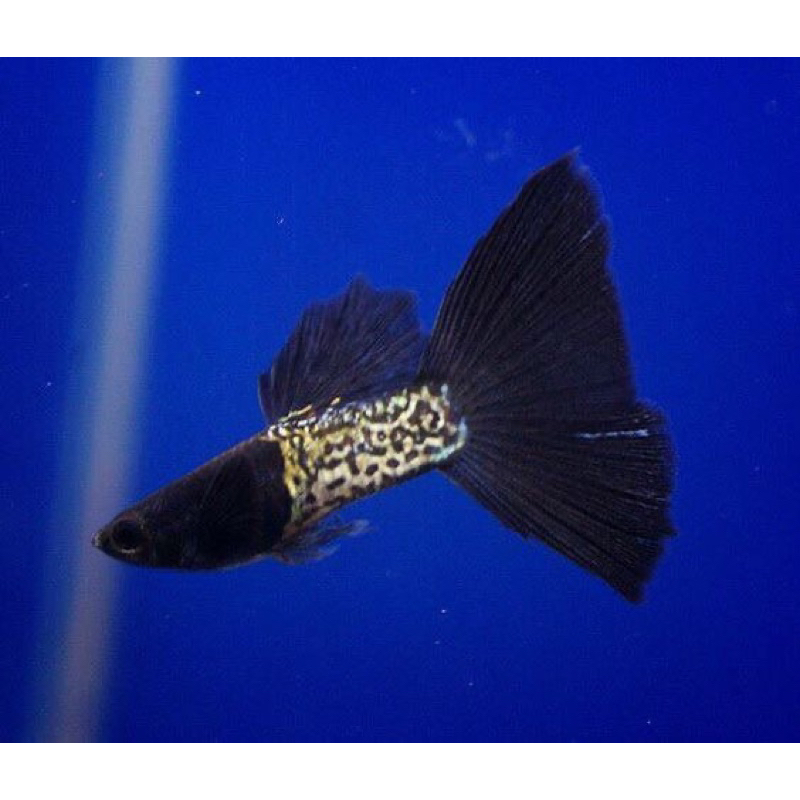 Jual Sticker ikan guppy fish MSSBT (Metal snakensis blue/black tail) (1 ...