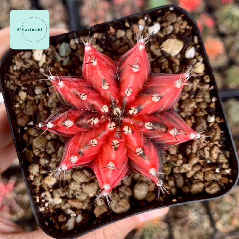 No.18(親)（ピンキーパィー) Gymnocalycium （Jual Gymnocalycium LB 