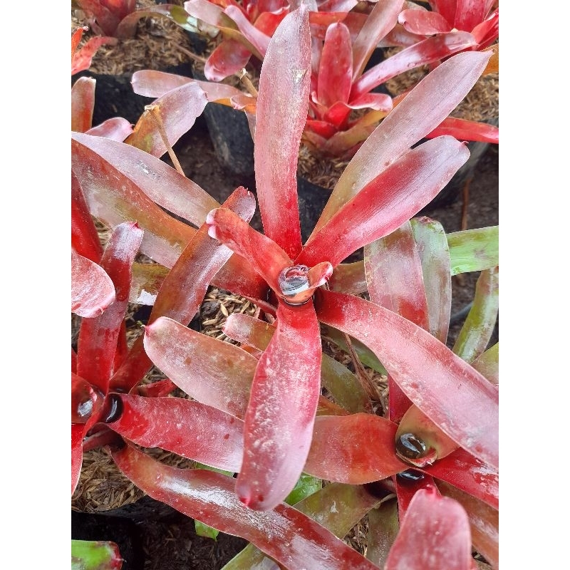 Jual Tanaman Bromelia Api / Neoregelia Fireball / Bromelia Red Ruby ...