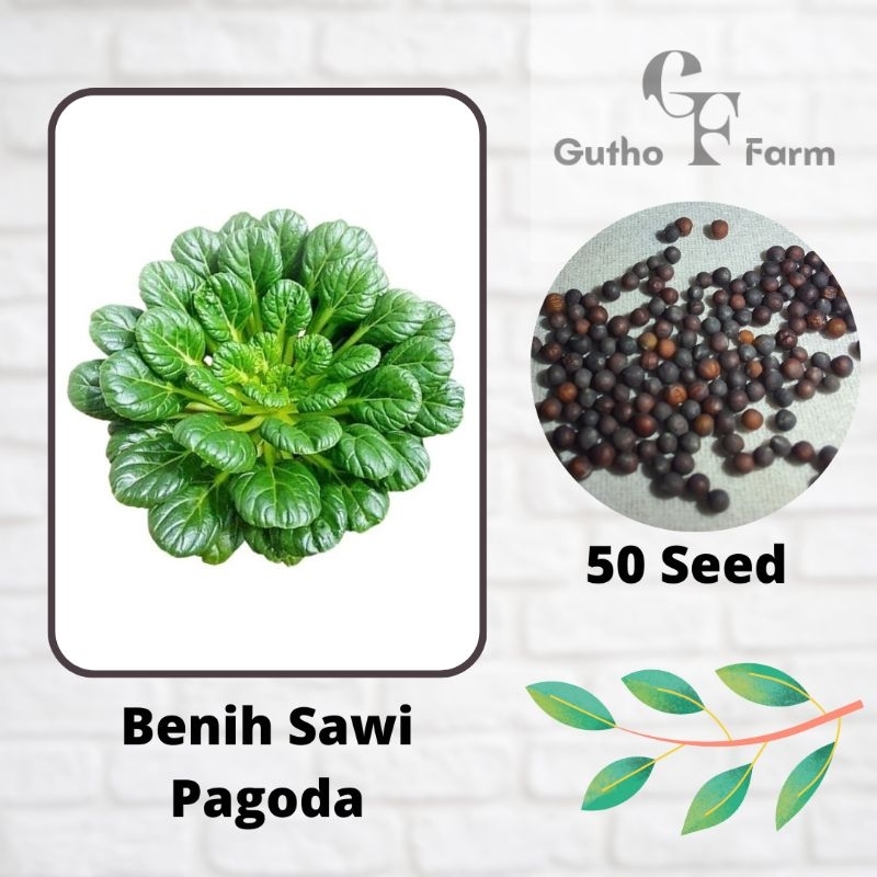 Benih sawi pagoda - Repack 50 Seed
