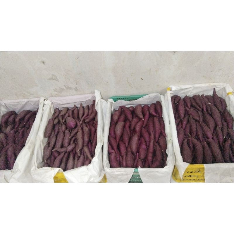 Jual Paket 25/50kg ubi ungu sumedang purple sweet potato SPC | Shopee ...