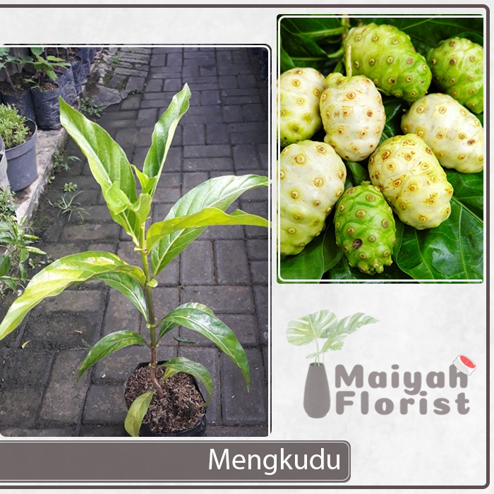 Jual Bibit Tanaman Herbal Mengkudu Pace Morinda Citrifolia Kudu Bentis Shopee Indonesia