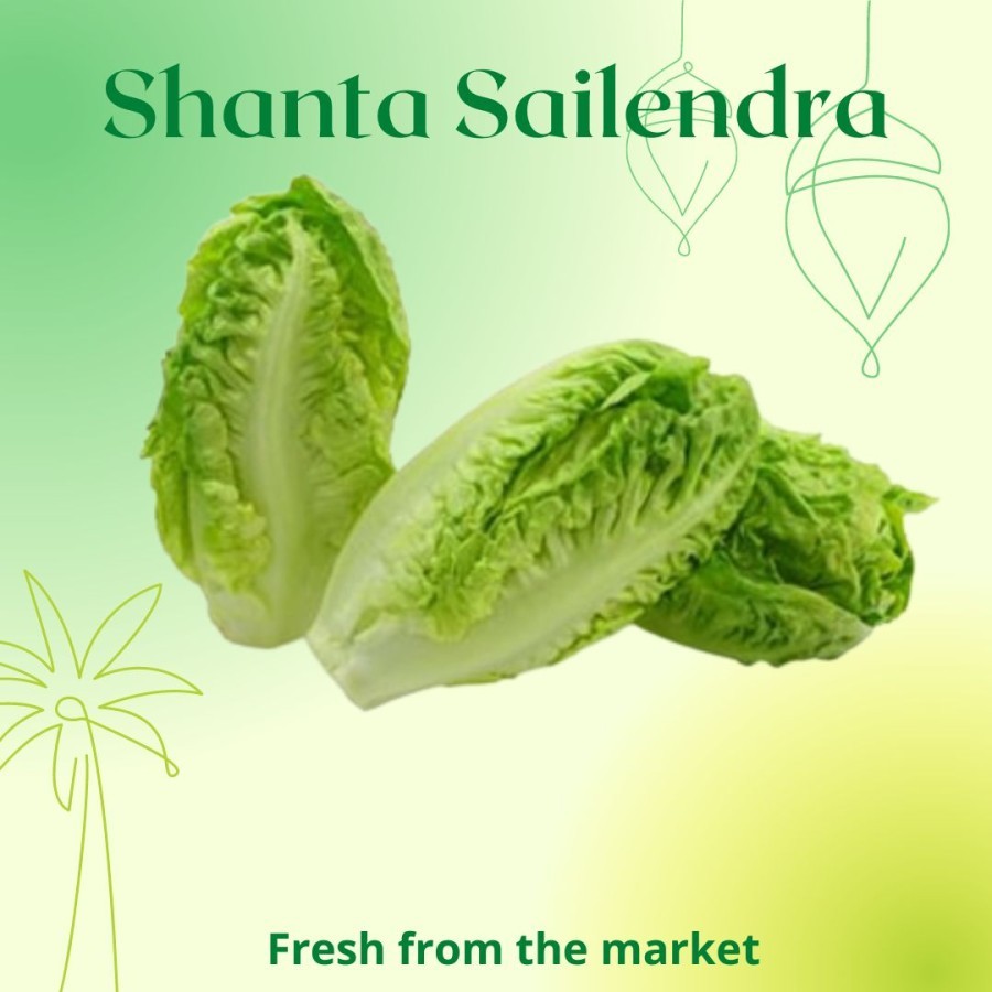 Jual Selada Segar Romain Lettuce 200 Gram Shopee Indonesia