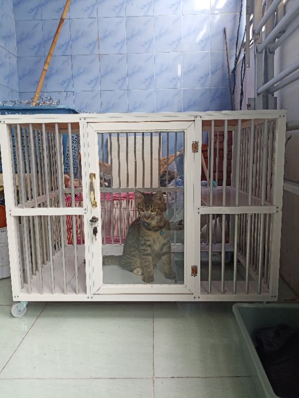 Jual Kandang Kucing Aluminium Dengan Roda Pintu Kaca Dan Kunci Shopee