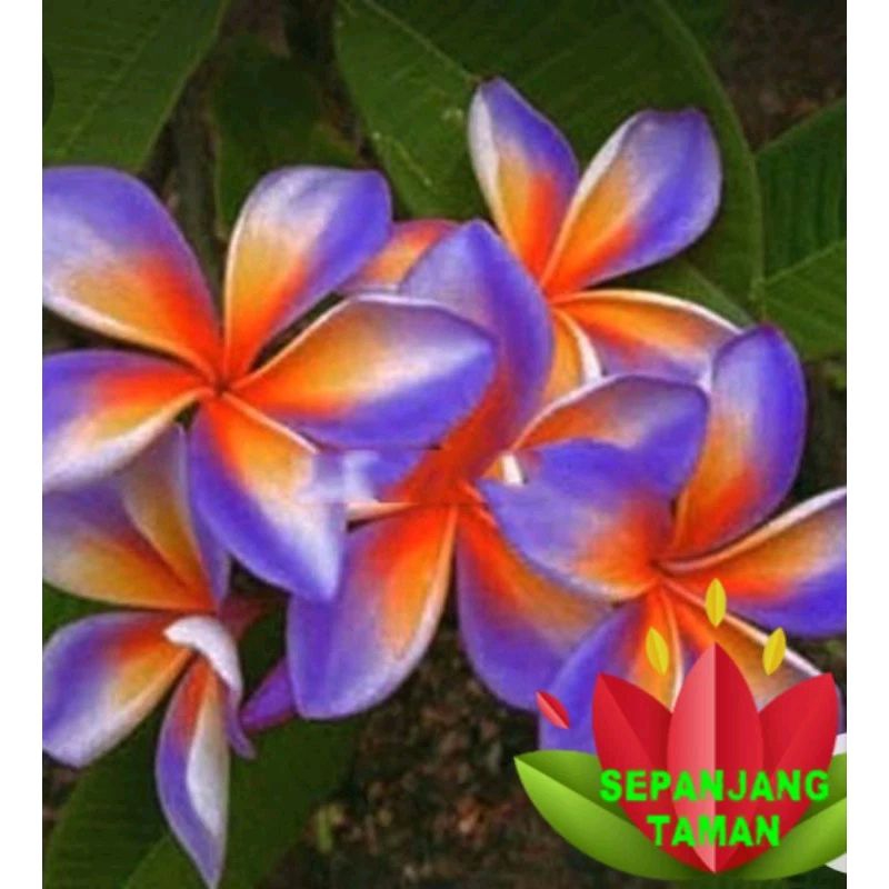 Jual Tanaman Hias Kamboja Bali Bunga Blue Riana Tinggi ± 1 Meter / Stek ...