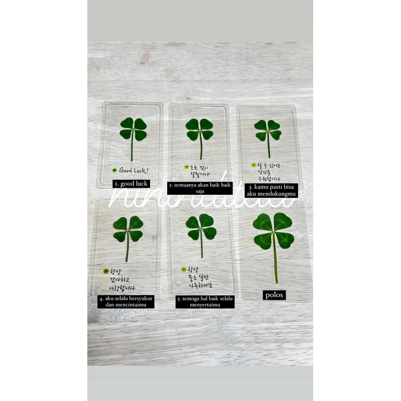 Jual READY BUY1Get1 Laminated Clover Asli daun clover from South Korea ...