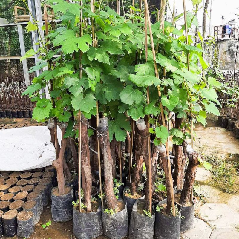 Jual Tanaman anggur import batang besar / jumbo | Shopee Indonesia