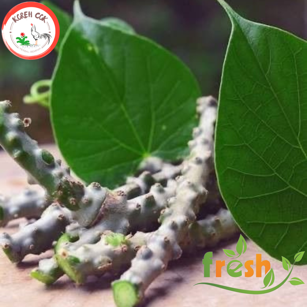 Jual Brotowali Bratawali Batrawali atau Akar Aliali (Tinospora Crispa L ...