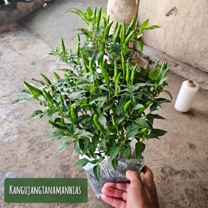 Jual 1 POT TANAMAN CABAI CABE RAWIT SETAN SUPER PEDAS | Shopee Indonesia