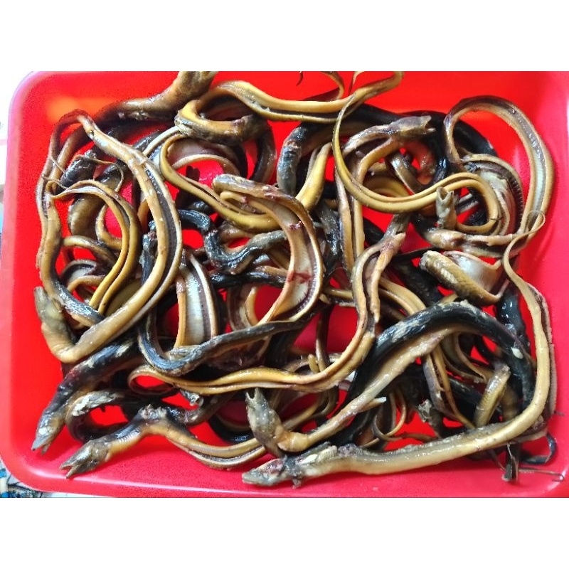 Jual IKAN BELUT FRESH UNTUK KONSUMSI || SUDAH SIAP DIGORENG - COBEK ...