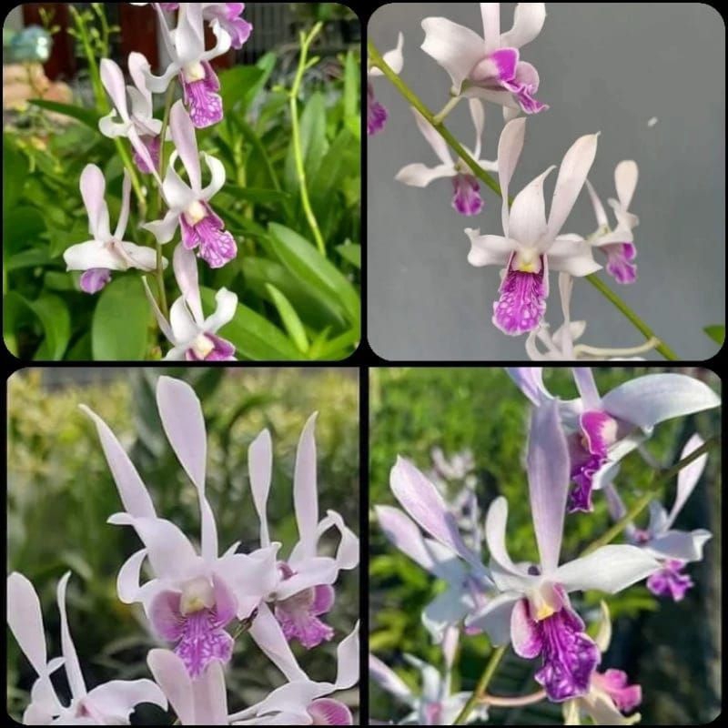 Jual Dendrobium Rabbit White lips Spike | Shopee Indonesia