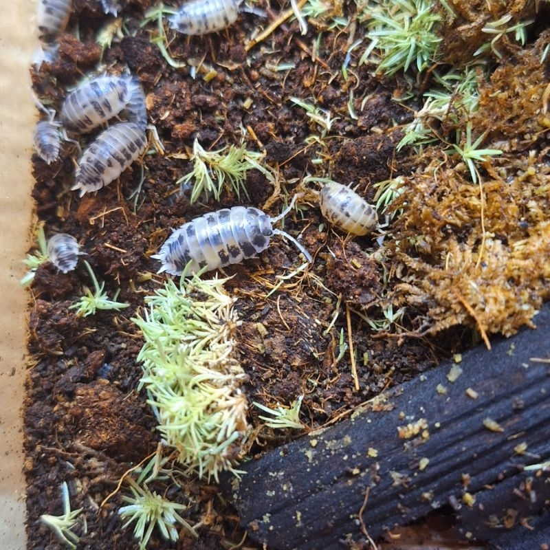 Jual Isopod Dairy Cow Cleaning Cew Terrarium Bioaktif Shopee Indonesia