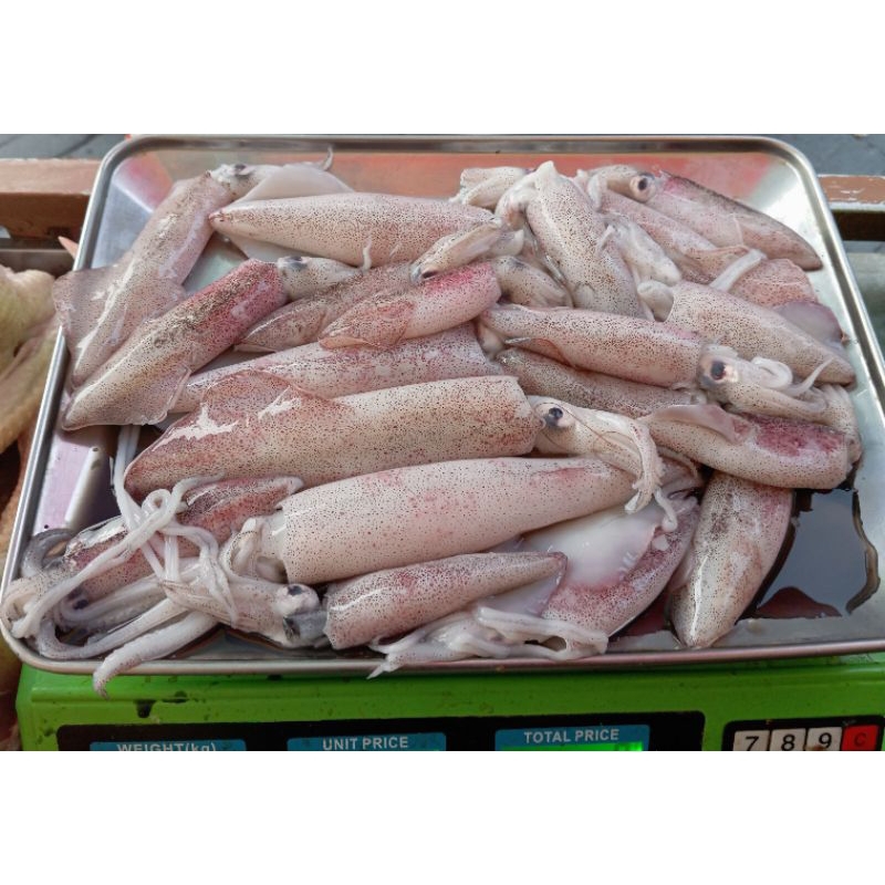 Jual cumi sotong segar fresh | Shopee Indonesia