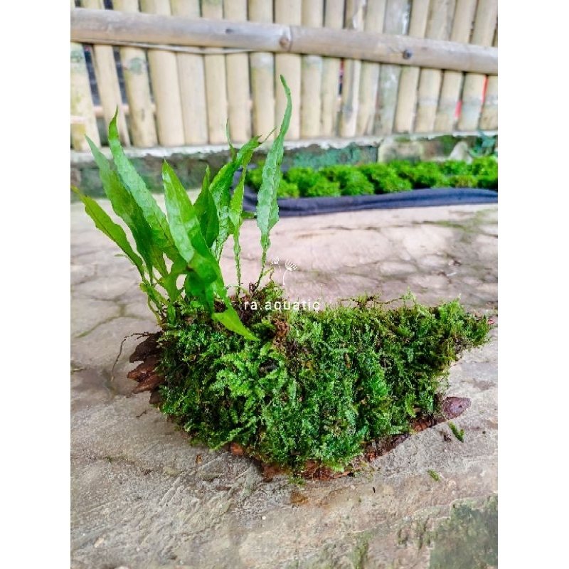 Jual Kayu rentek kadaka full Moss hiasan aquarium - tanaman aquascape ...