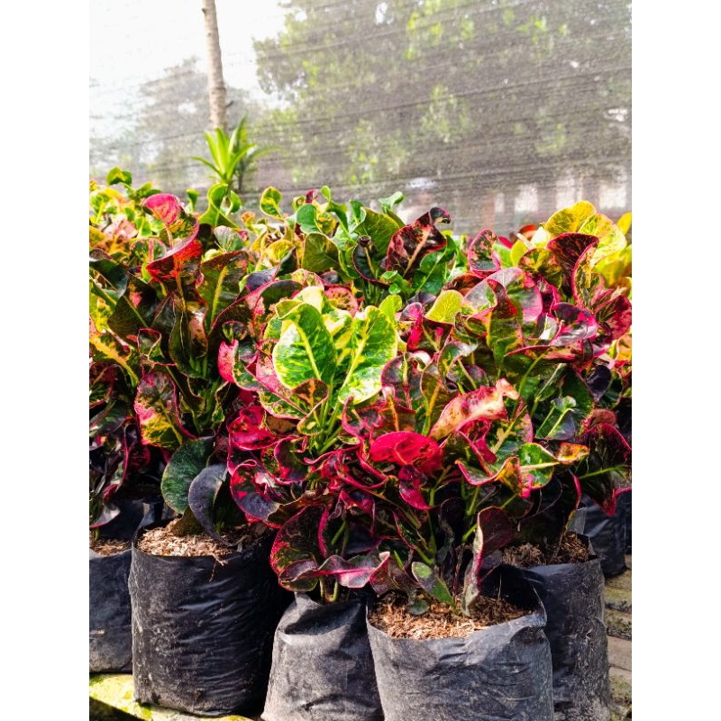 Jual Tanaman hias Puring dari 75rb - 250rb 1kg | Shopee Indonesia