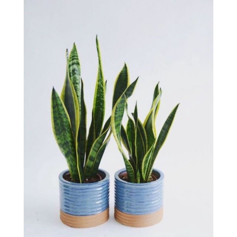 Jual KEBUN DZAKI - Tanaman Hias Sansevieria / Lidah Mertua Sansevieria ...