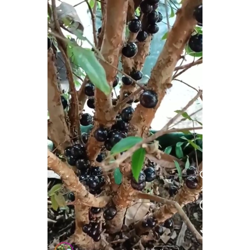Jual Tanaman Anggur Pohon Batang Besar | Shopee Indonesia