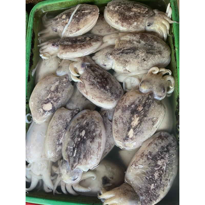 Jual cumi sotong | Shopee Indonesia