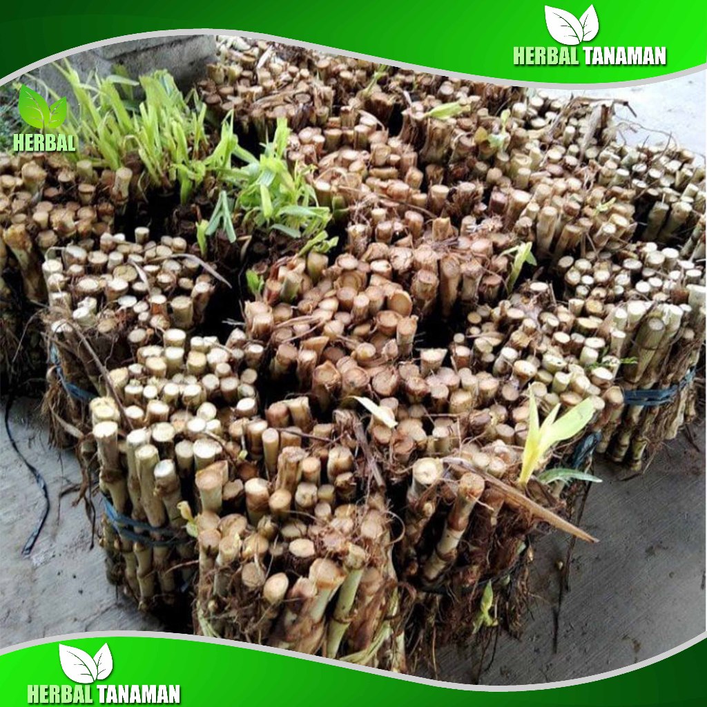 Jual Bibit Rumput Odot Super 1 kg Murah Pakan Ternak | Shopee Indonesia