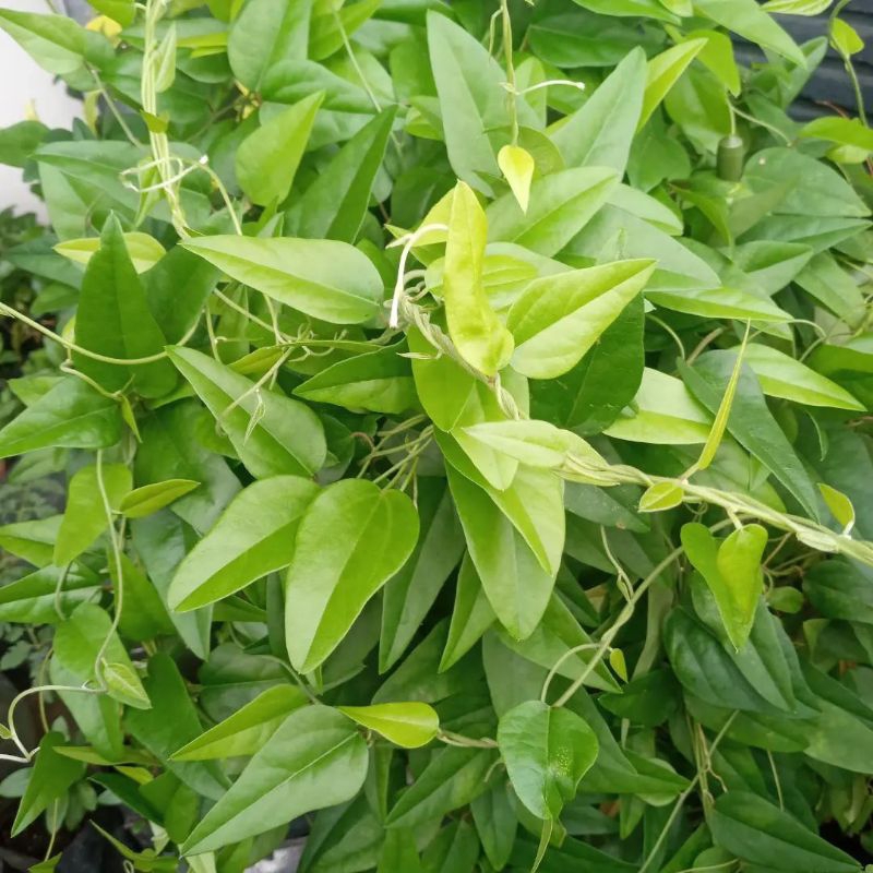 Jual Bibit Cincau jelly / tanaman cingcau jelli jeli rambat | Shopee ...
