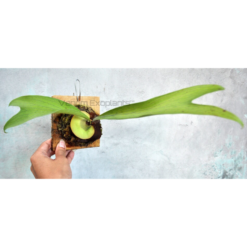 Jual VE1317 Platycerium hillii Thailand paku pakis kadaka fern simbar ...