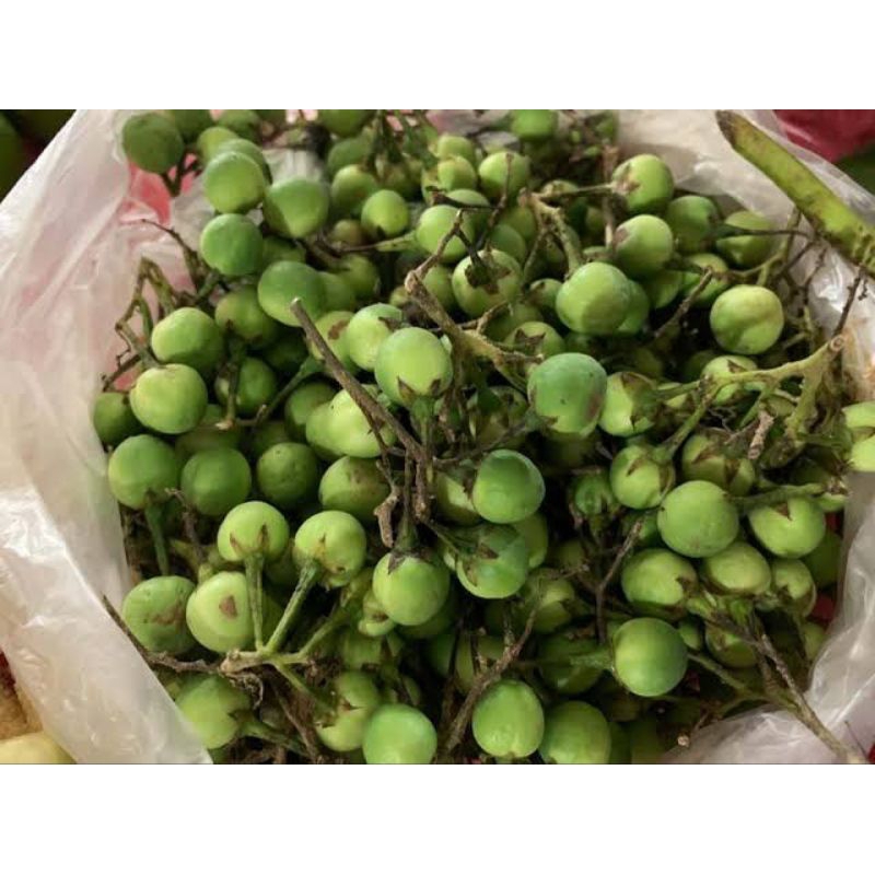 Jual Rimbang segar (Sayuran Segar) | Shopee Indonesia