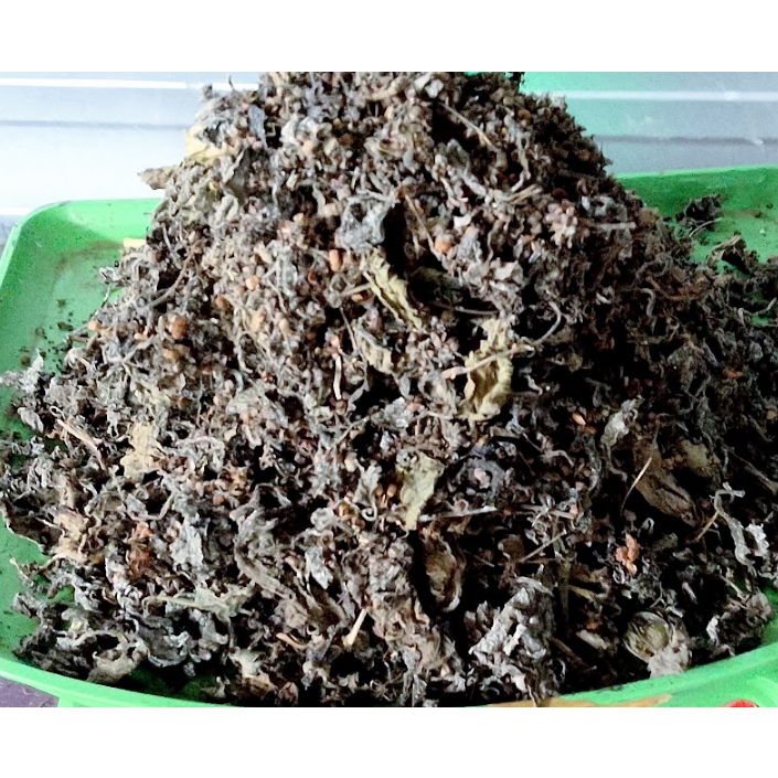 Jual Daun Bangun Bangun Kering / Daun Kering Bangun Bangun Meredakan ...