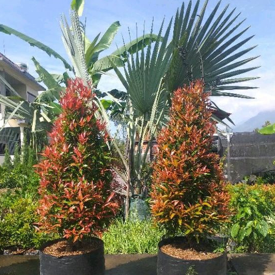 Tanaman Hias Pucuk Merah SUDAH BERBENTUK Tinggi 60-70cm