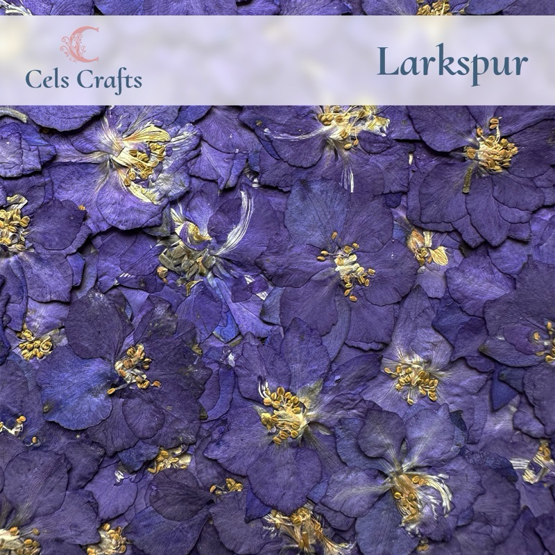 Jual Pressed Flowers Larkspur Purple Natural - Bunga Larkspur Press ...