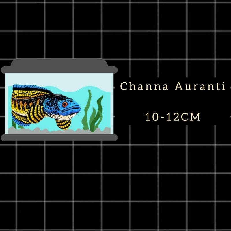Jual Sticker channa Auranti progres 10-12CM | Shopee Indonesia