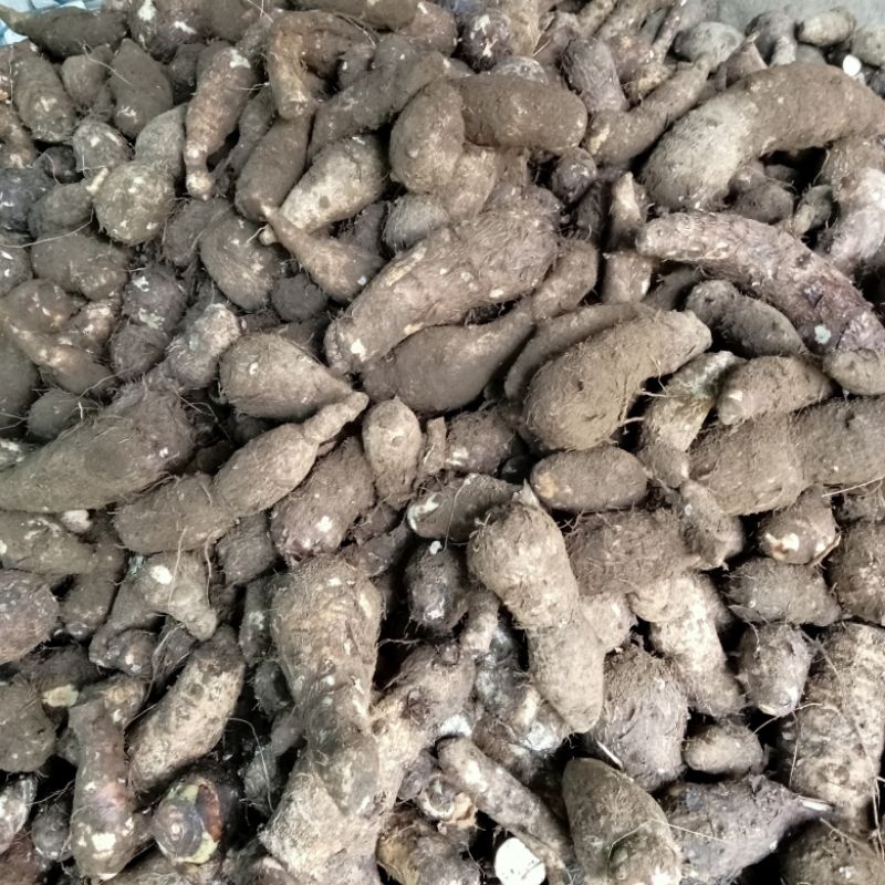 Jual talas mbothe harga spesial untuk 3 hr saja harga per kg Shopee