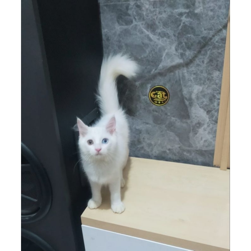 Jual Kucing Odd Eye Terlengkap & Harga Terbaru Juli 2026 | Shopee Indonesia