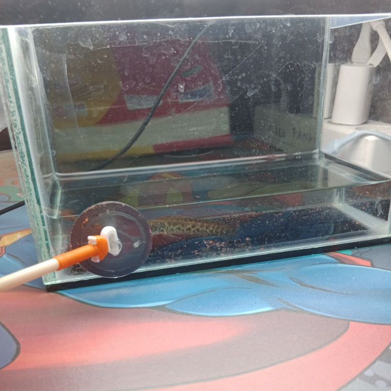 Jual ikan Channa auranti 6-7 cm | Shopee Indonesia