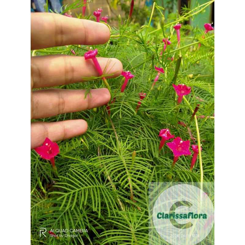 Jual Tanaman bunga tunjang langit bunga merah | Shopee Indonesia