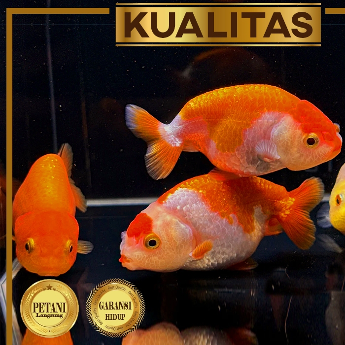 Jual Baby Ranchu Ikan Hias Mas Koki Hiasan Aquarium Tanaman Air ...