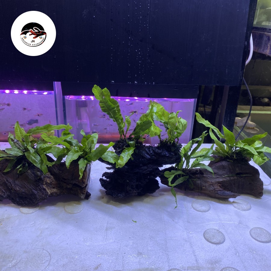 Jual Hiasan Aquascape Aquarium Akar Rentek Media Tanaman Air | Shopee ...