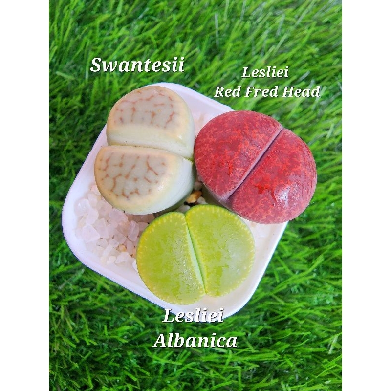 Jual Lithops Single Head | Shopee Indonesia